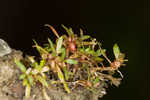 Shortseed waterwort